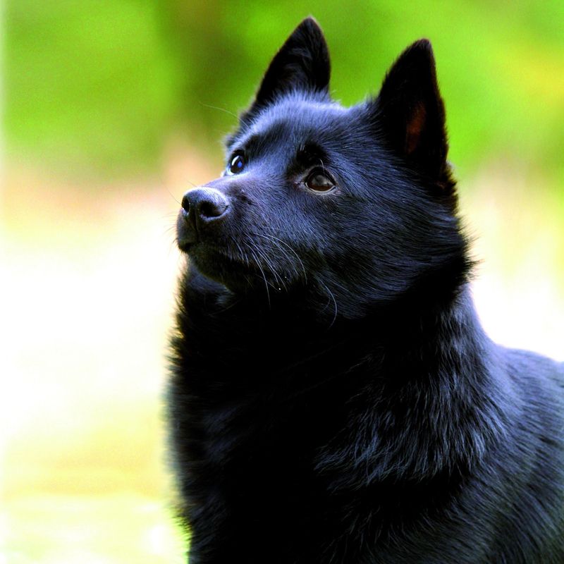Schipperke