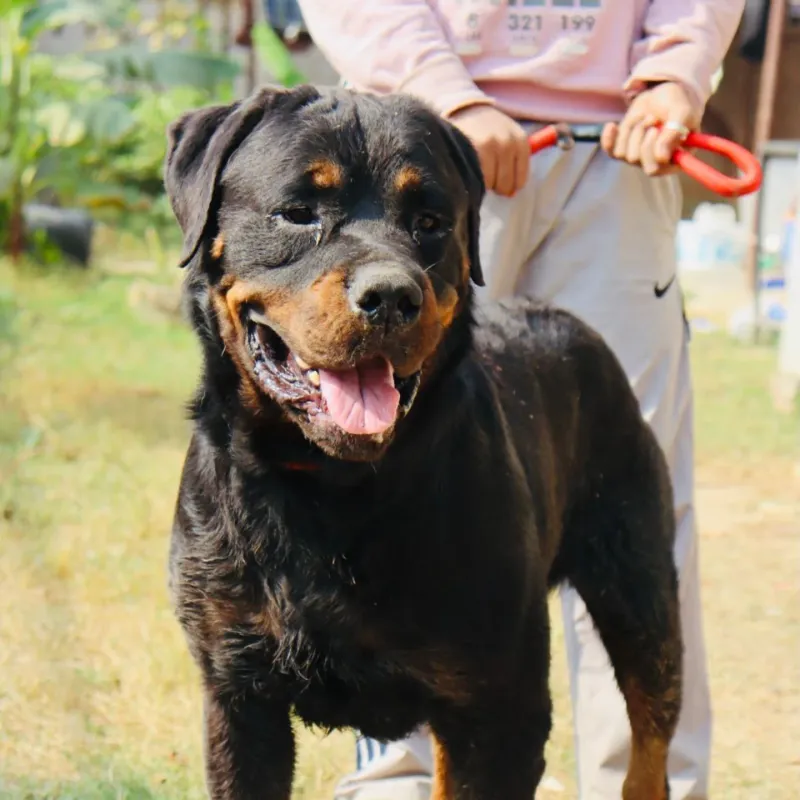 Rottweiler