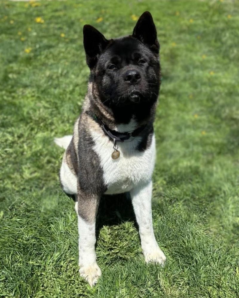 Akita
