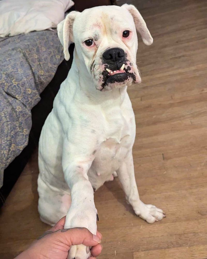 Boxer