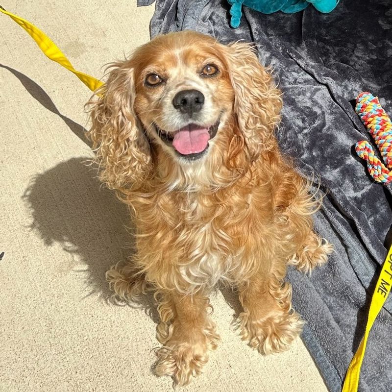 Cocker Spaniel