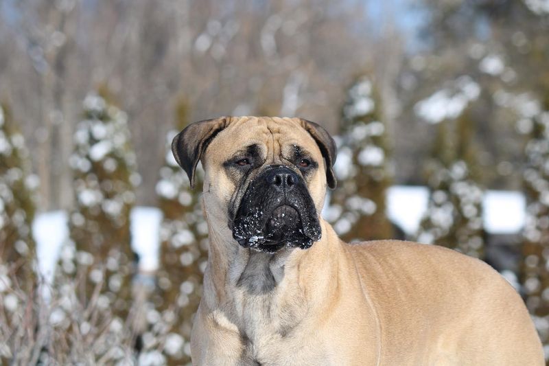 Bullmastiff
