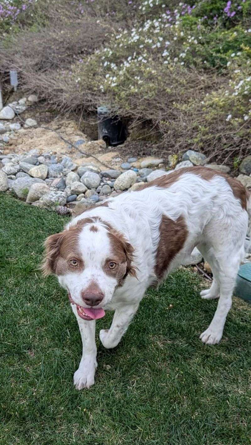 Brittany Spaniel