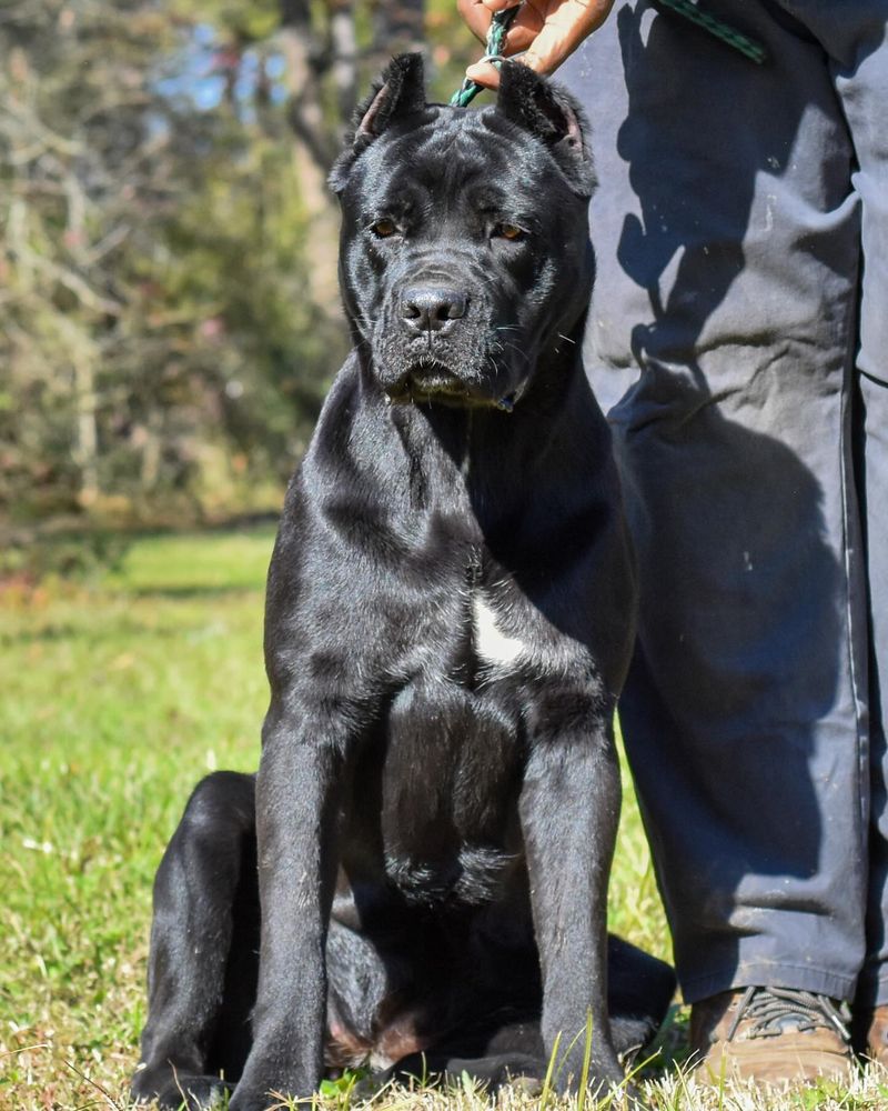 Cane Corso