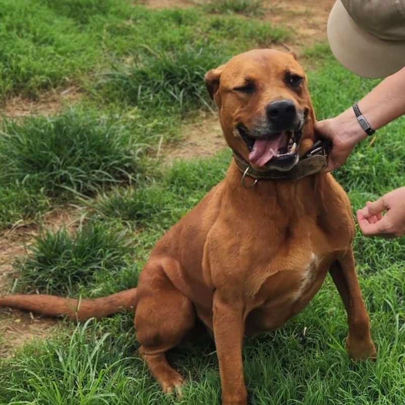 Rhodesian Ridgeback