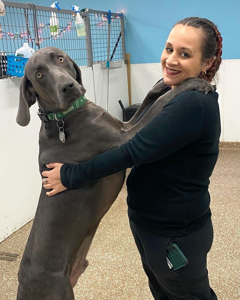 Weimaraner