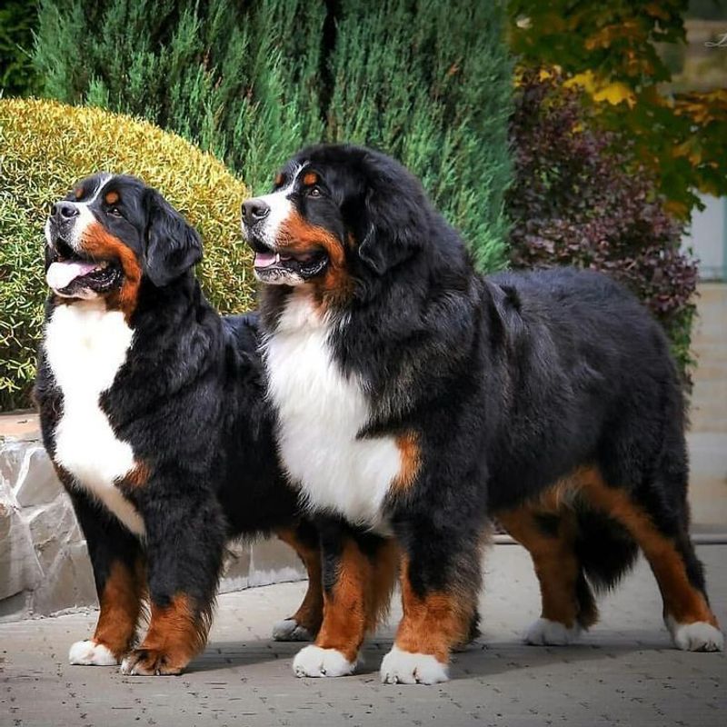 Bernese Mountain Dog