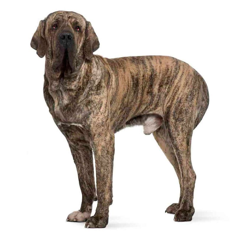 Fila Brasileiro