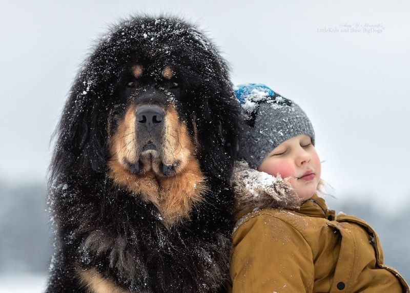 Tibetan Mastiff