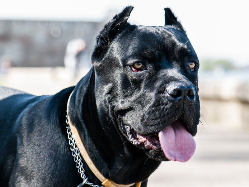 Cane Corso