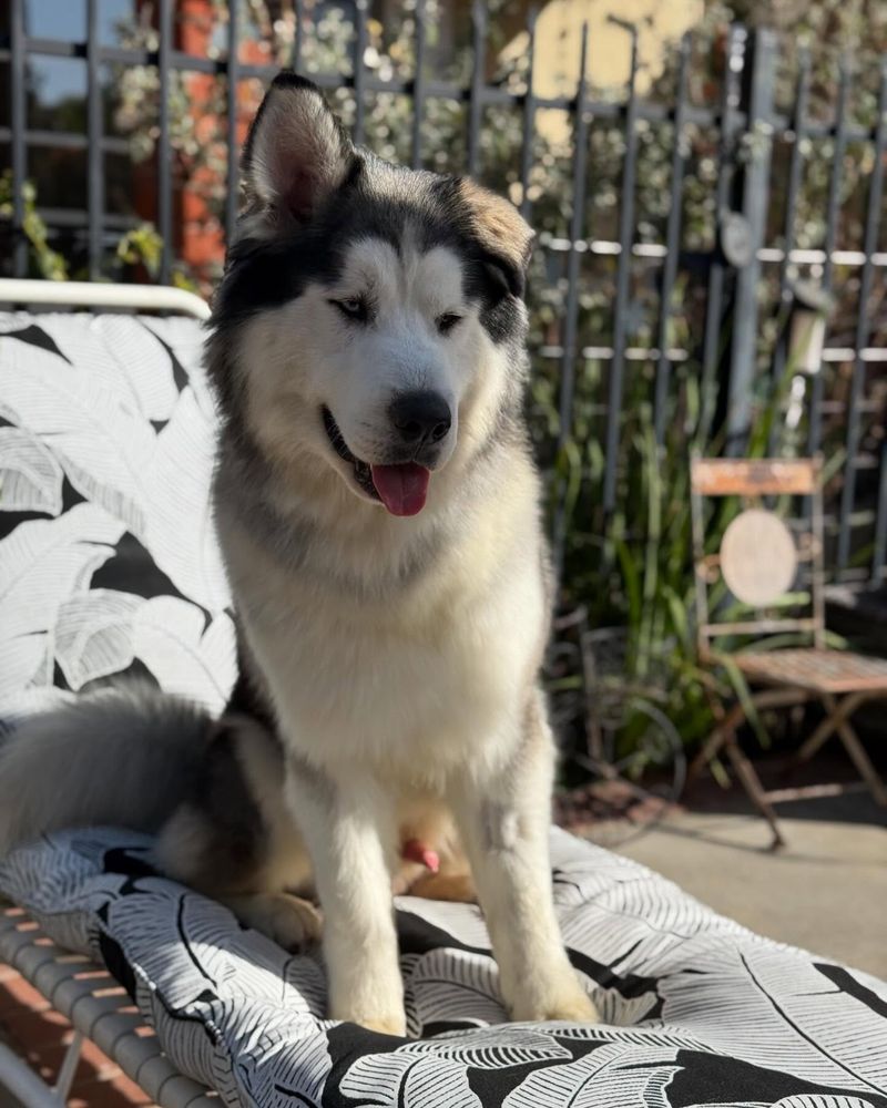 Alaskan Malamute