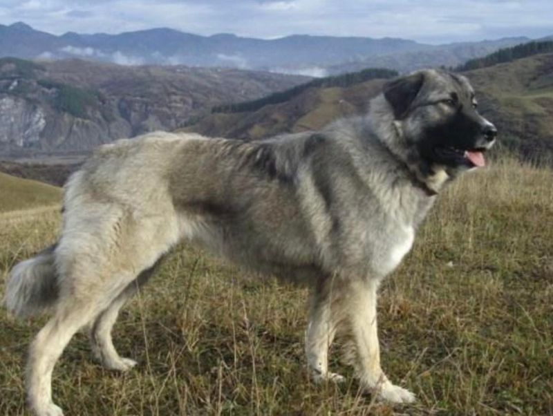 Carpathian Shepherd Dog