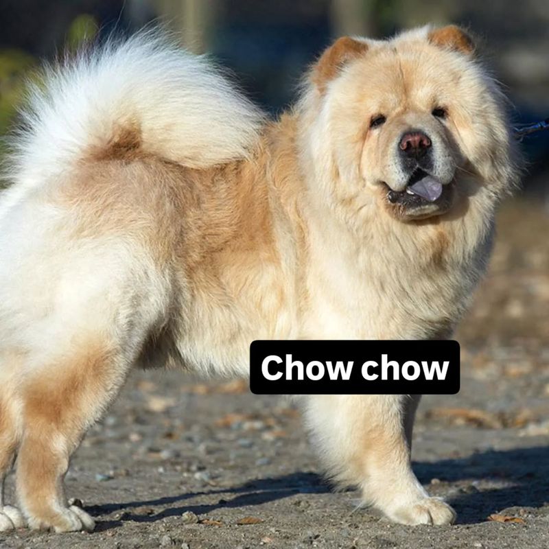 Chow Chow
