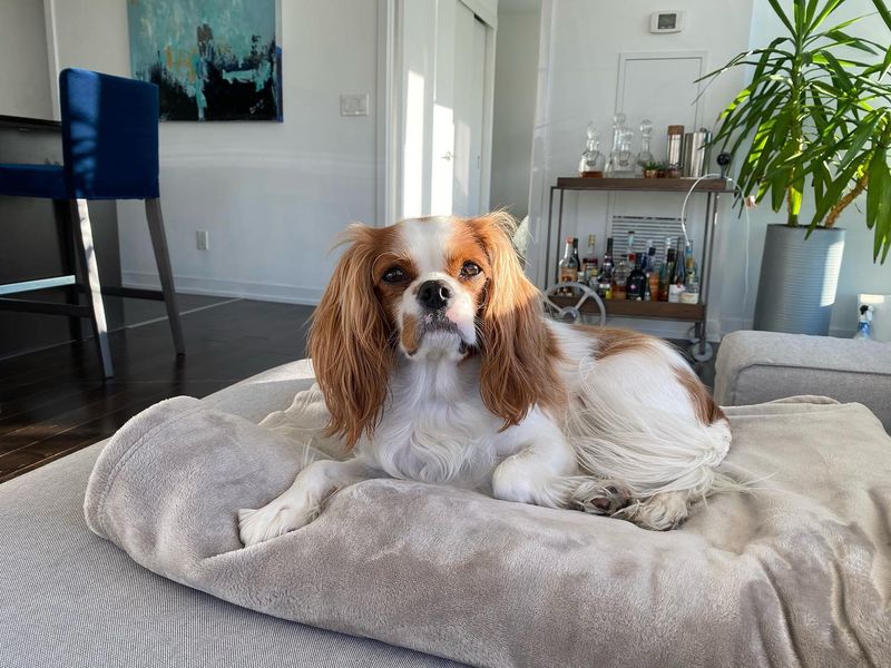 Cavalier King Charles Spaniel