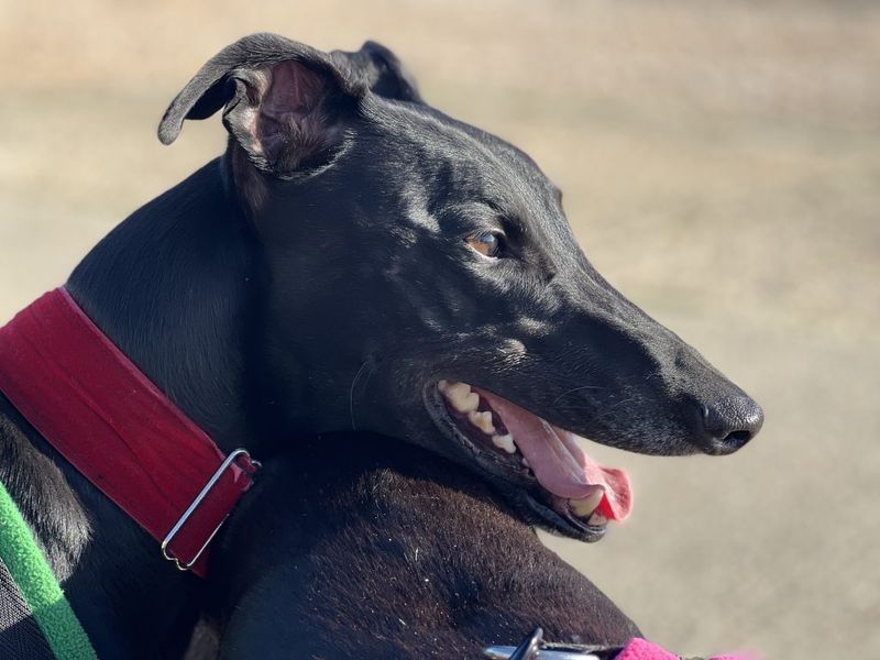Greyhound