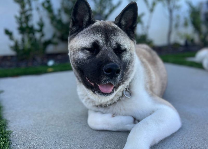 Akita