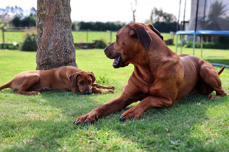 Rhodesian Ridgeback