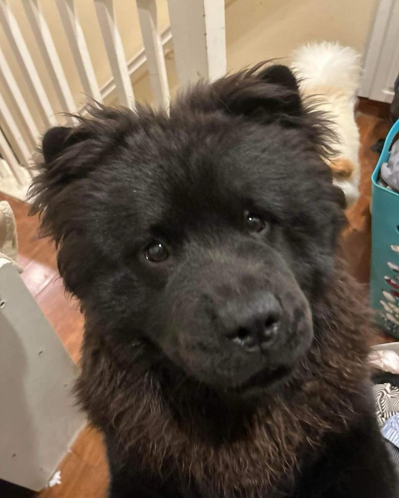Chow Chow