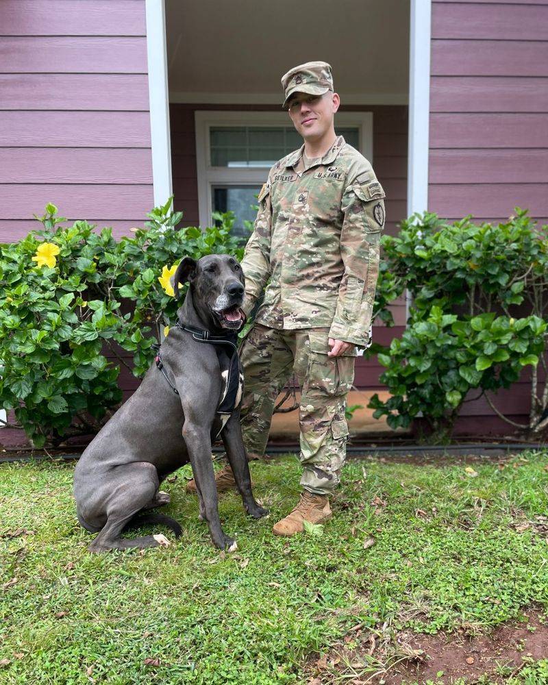Great Dane