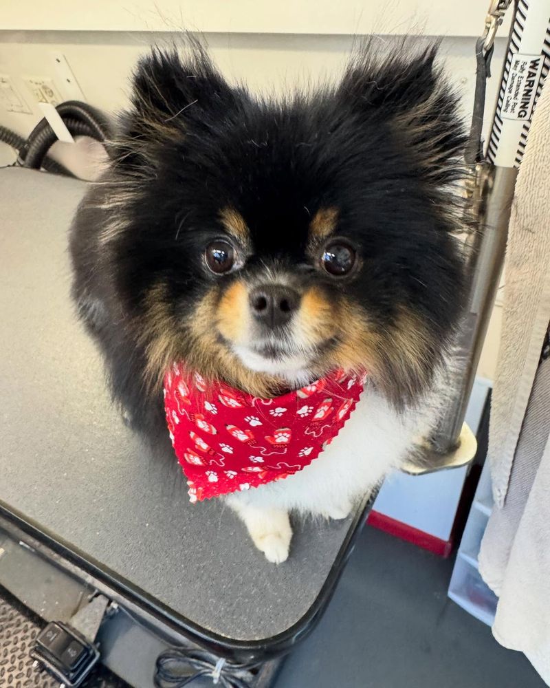 Pomeranian