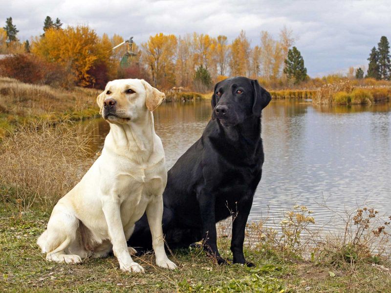 Max, the Determined Labrador