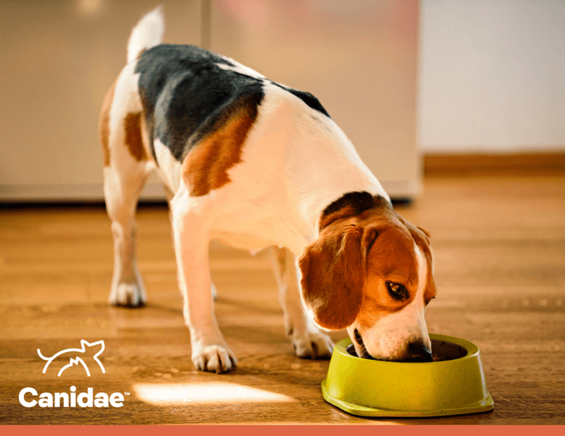 Canidae