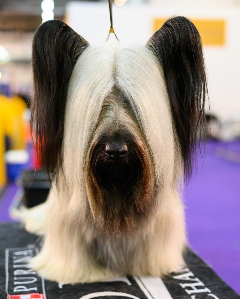 Skye Terrier