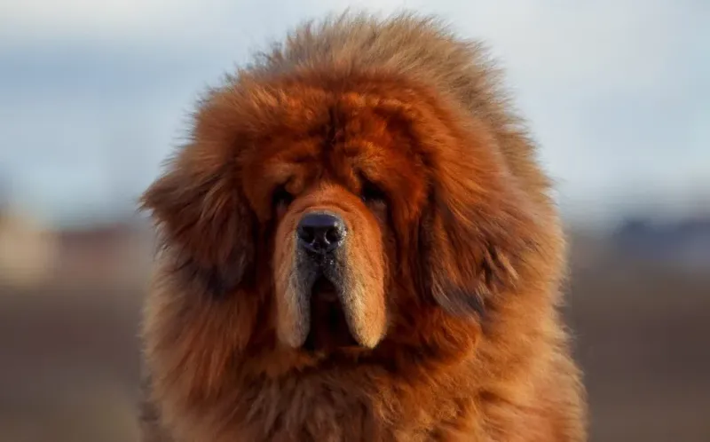 Tibetan Mastiff
