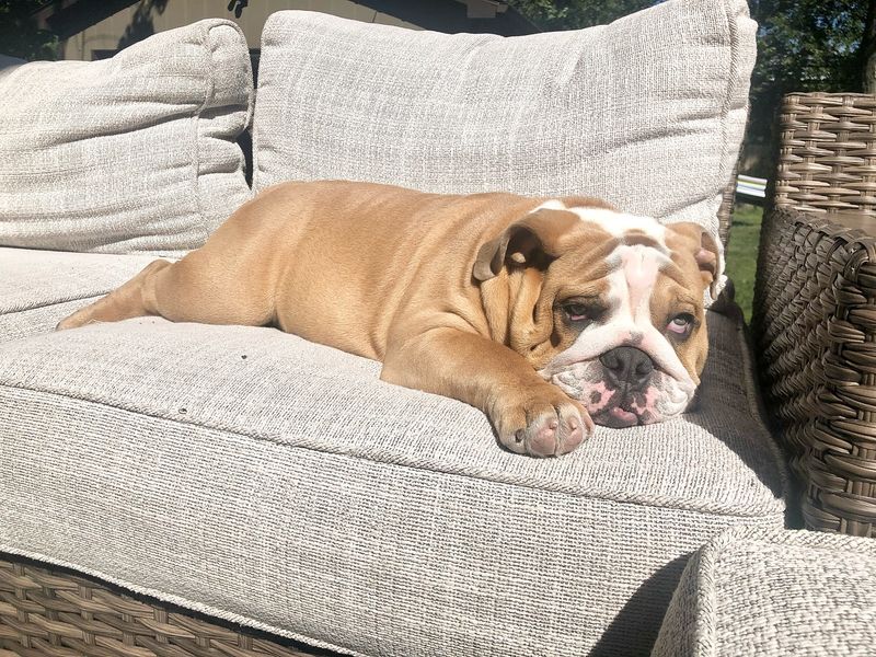 Bulldog