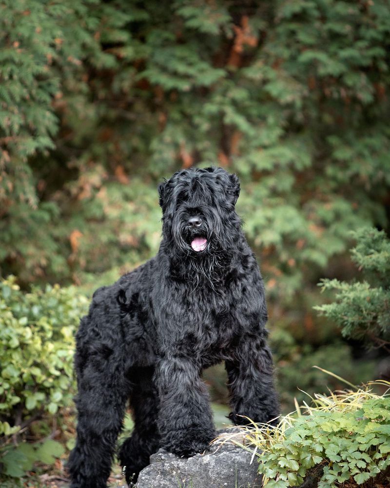 Black Russian Terrier