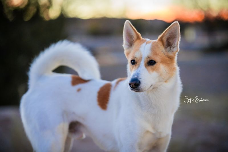 Canaan Dog