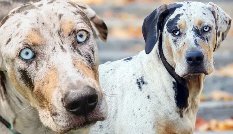 Catahoula Leopard Dog