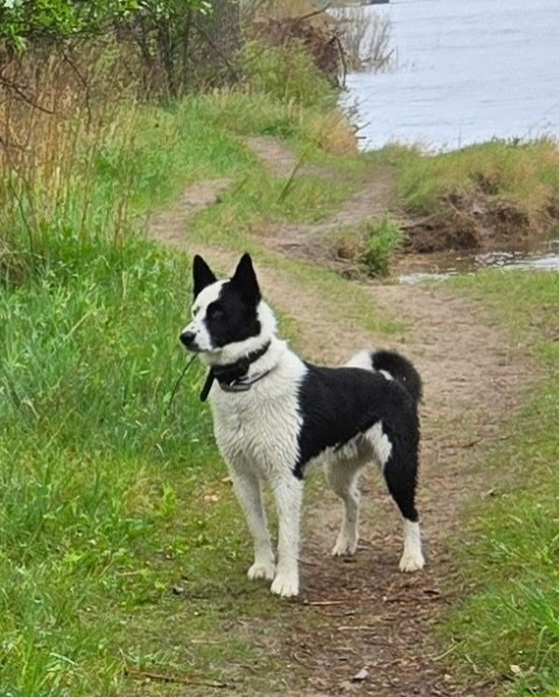 Karelian Bear Dog