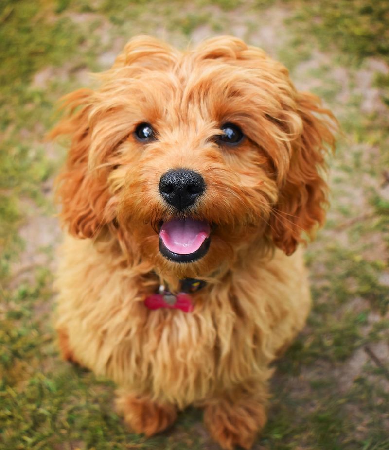 Cavapoo