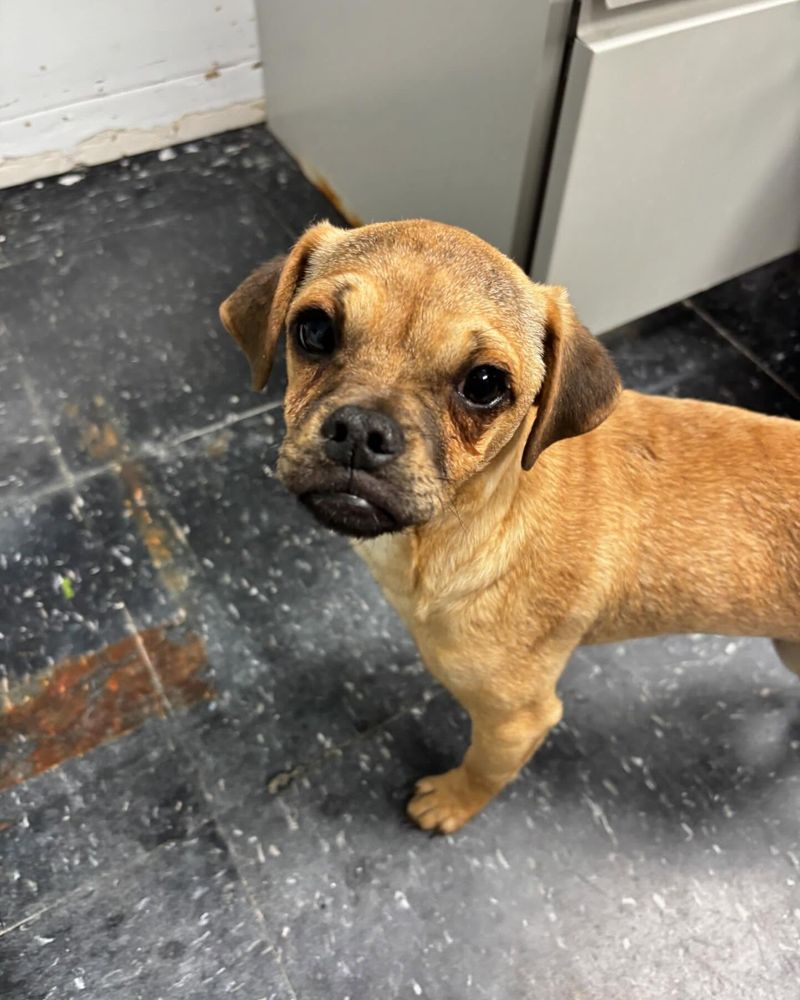Puggle