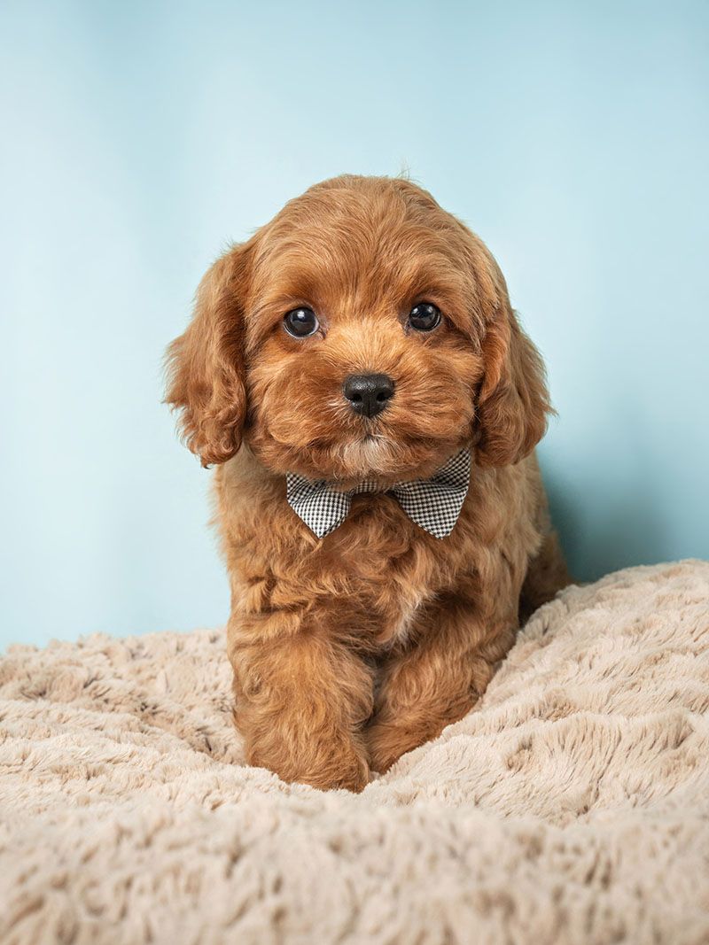 Cavapoo