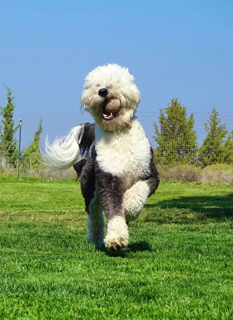 Sheepadoodle