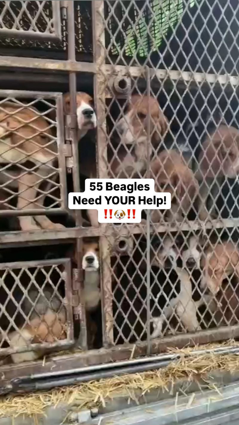 Beagle