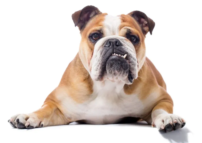 Bulldog