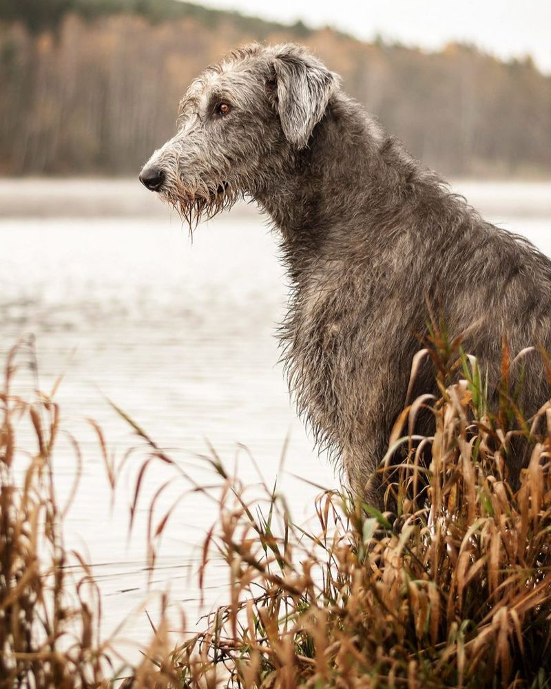 Irish Wolfhound