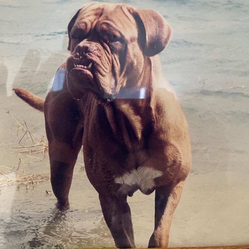 Dogue de Bordeaux