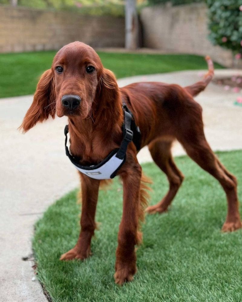 Irish Setter