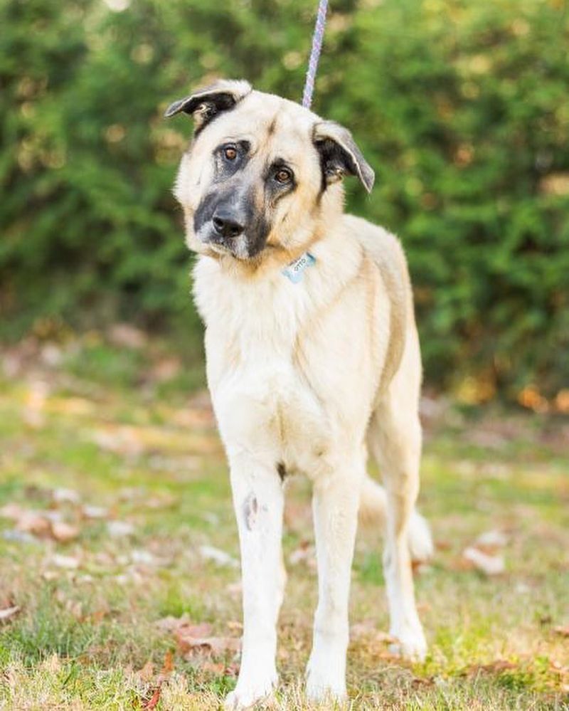 Anatolian Shepherd