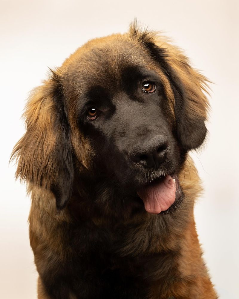 Leonberger