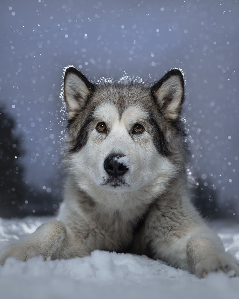 Alaskan Malamute