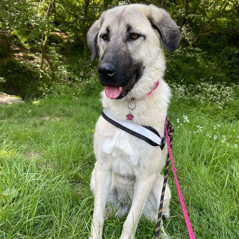 Anatolian Shepherd