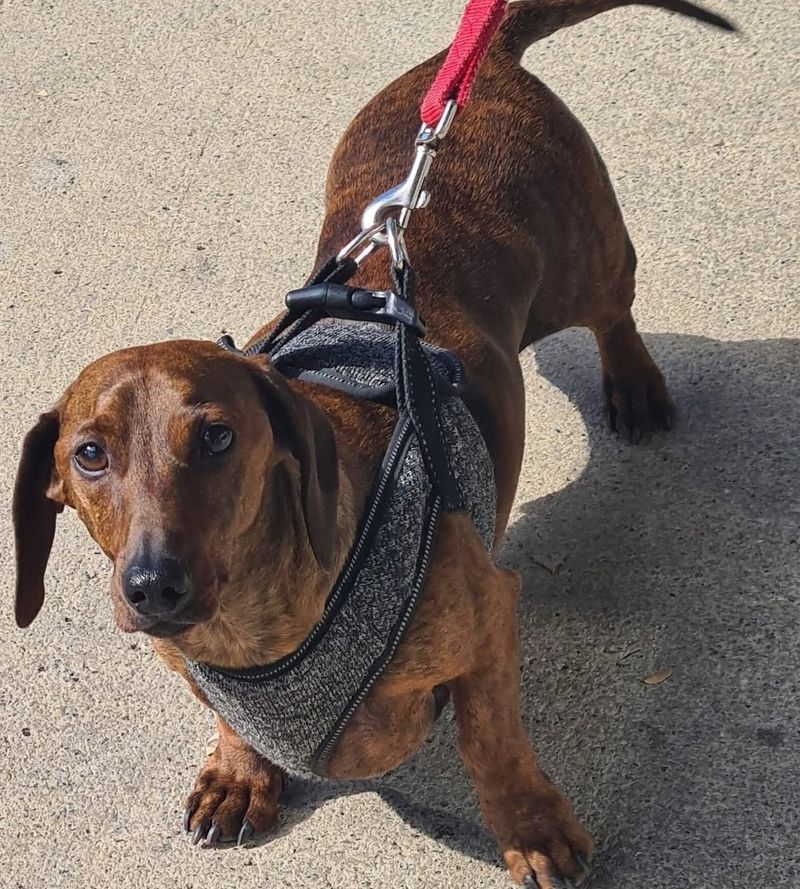 Dachshund