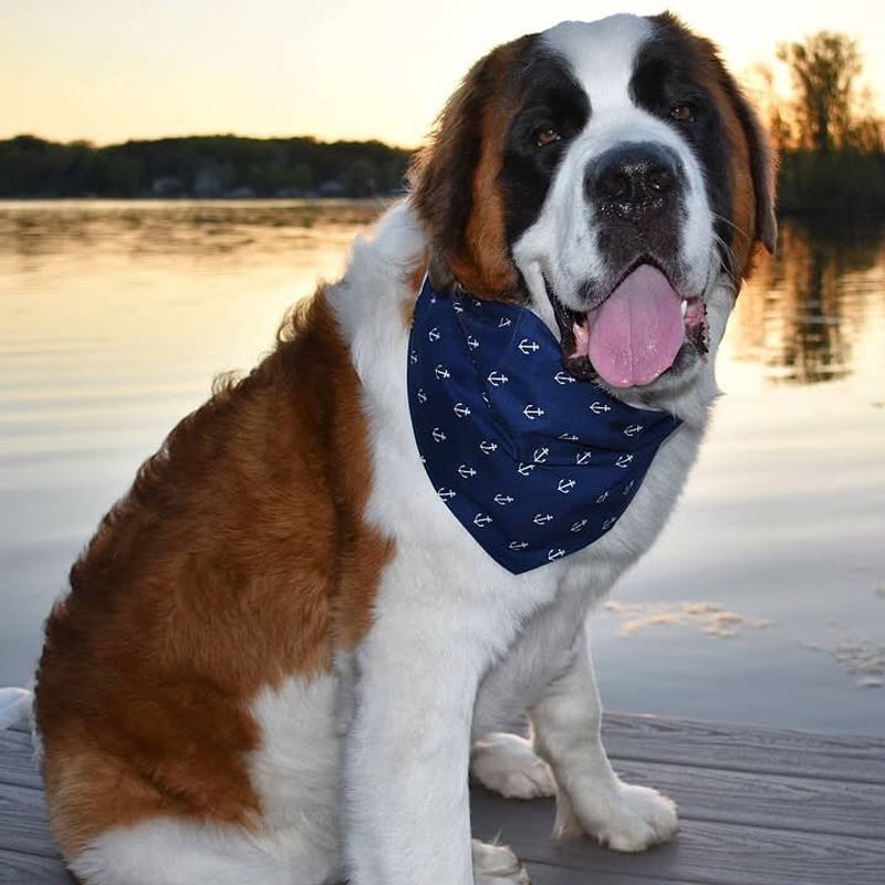 Saint Bernard
