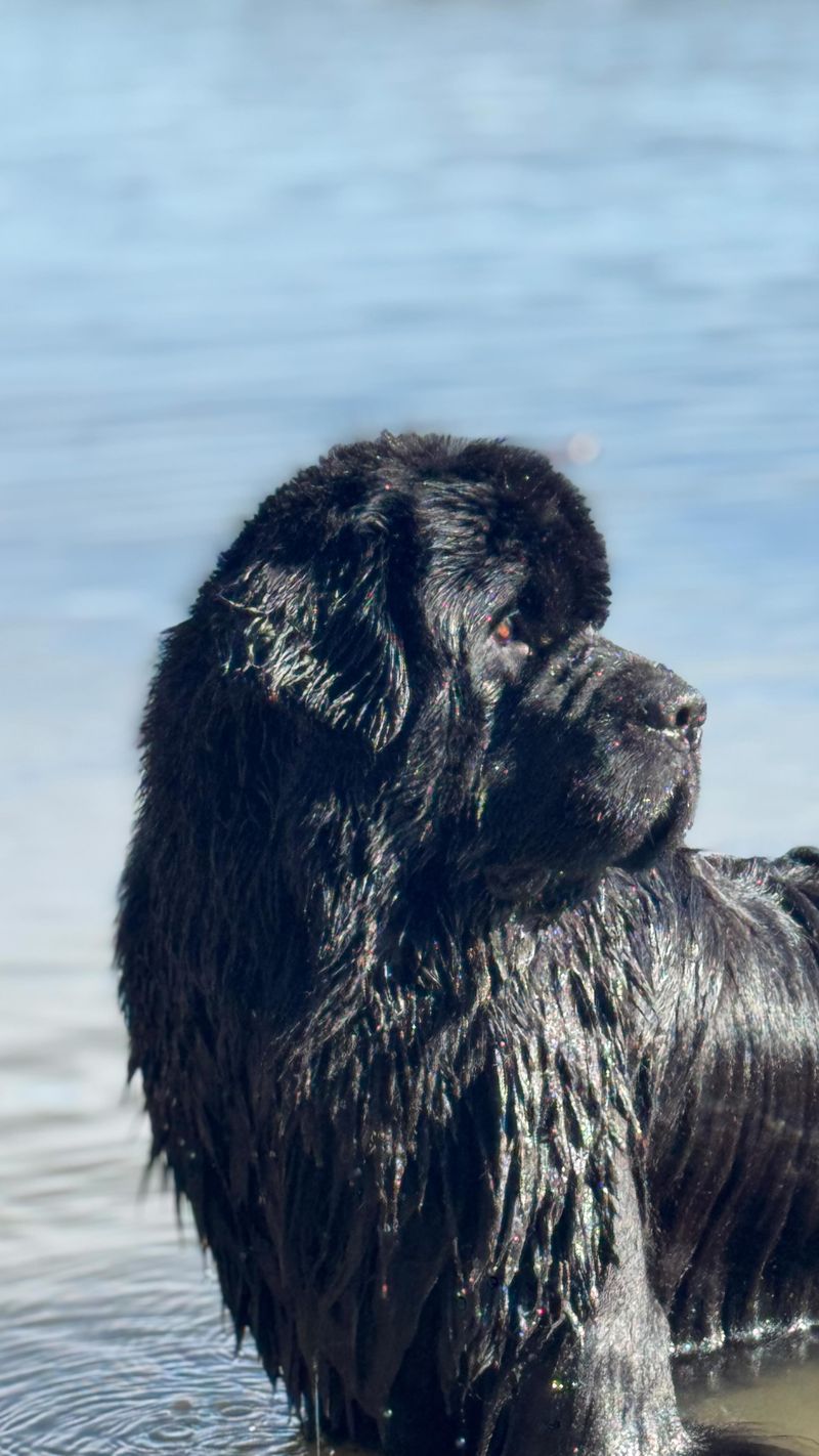 Newfoundland