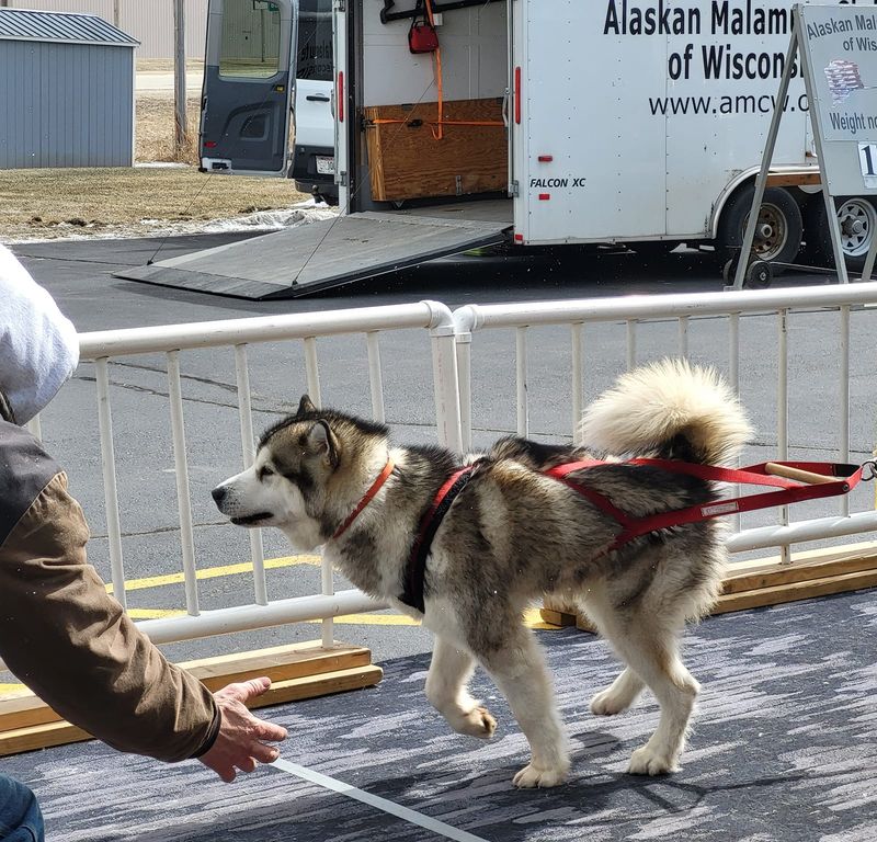 Alaskan Malamute